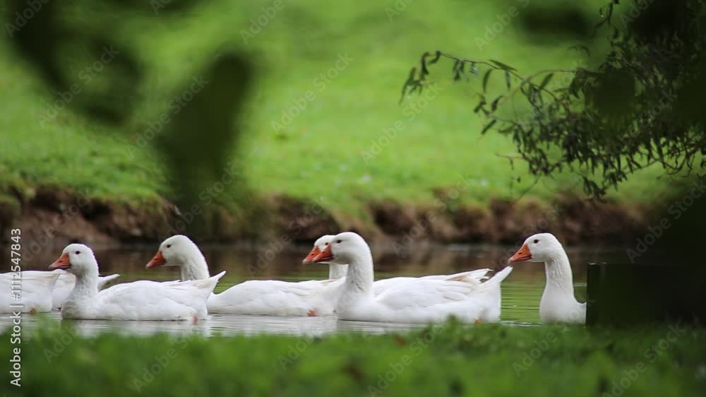 White domestic geese on a pond near a farm. White domestic geese on a pond near a farm.