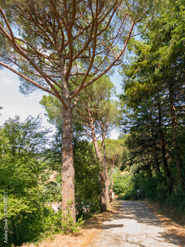 Pine Trees in the Tuscany