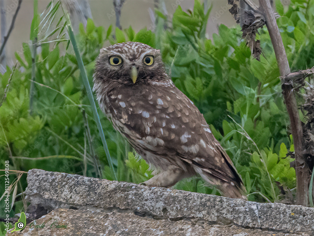 Civetta (Athene noctua) Civetta (Athene noctua)