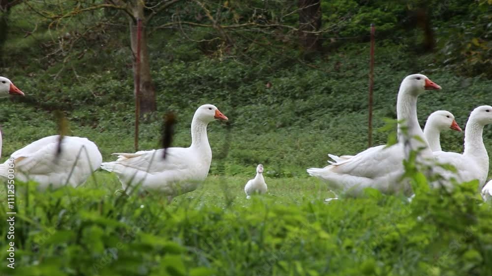 White domestic geese on a pond near a farm. White domestic geese on a pond near a farm.