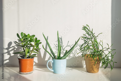 Houseplants in pots. Home decoration. Interior of modern living room with white walls, green plants in pots.