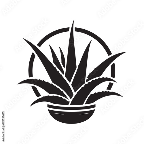 aloe vera plant isolated on white
