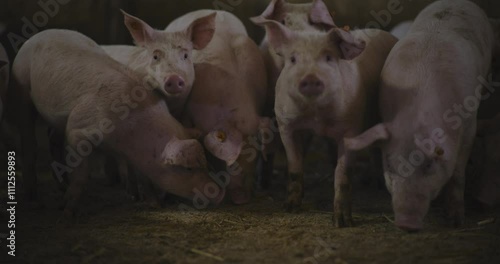 Hogs Feeding on Farm for Sustainable Meat Industry