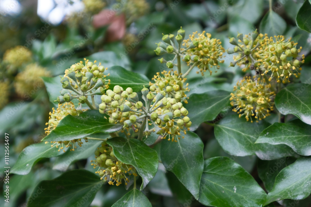 Hedera helix Efeu Detail Blüte Hedera helix Efeu Detail Blüte
