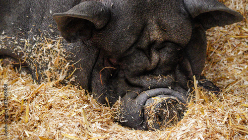 Extreme close up of a black micro pig with its wrinkled folds of skin and a round hairy snout, lying in the straw in its pen.  Cleared for commercial use photo