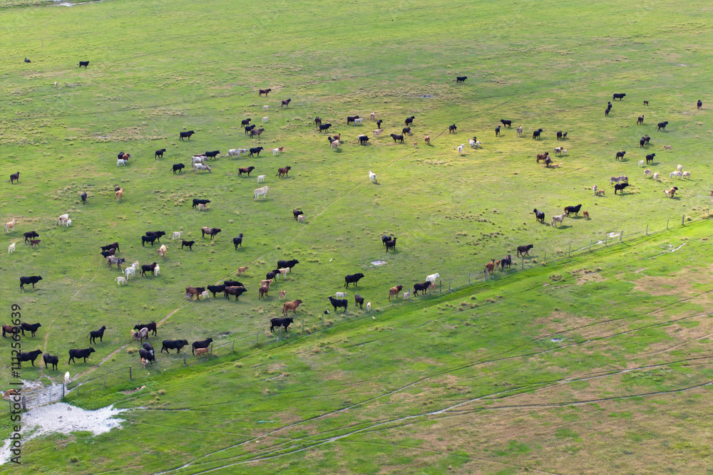 Herd of dairy cattle grazing in pasture field. Milk cows on green farm grassland in Florida Herd of dairy cattle grazing in pasture field. Milk cows on green farm grassland in Florida