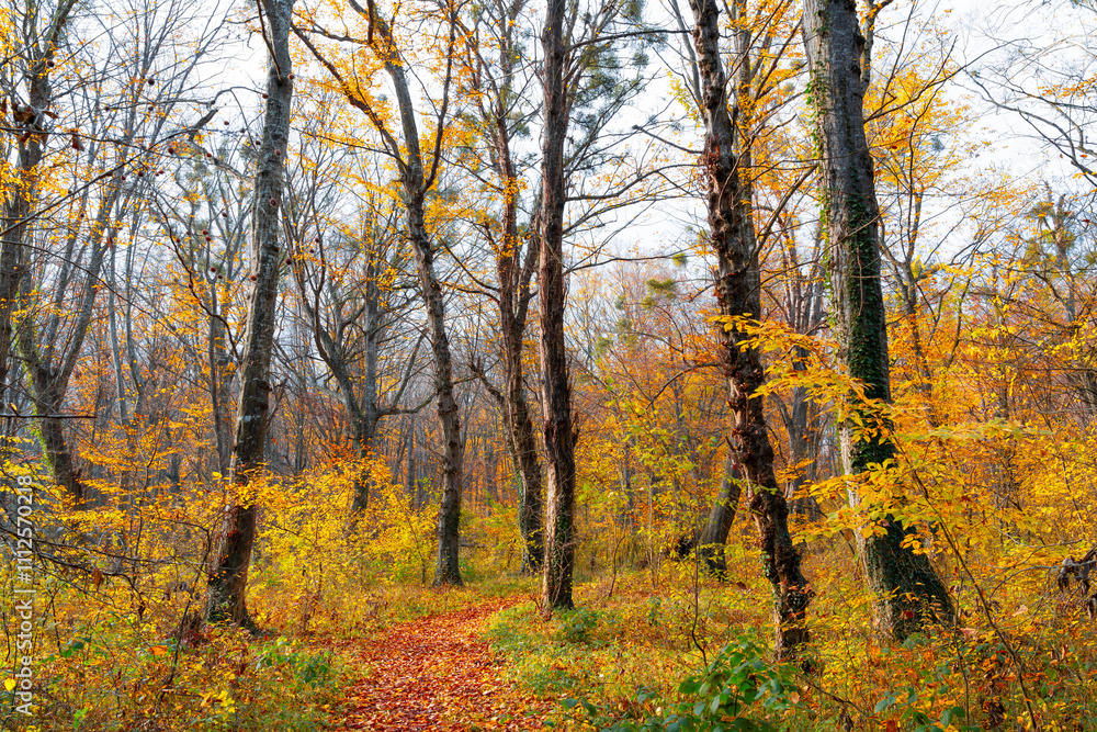 Obraz premium A path strewn with dry leaves in a yellow autumn forest