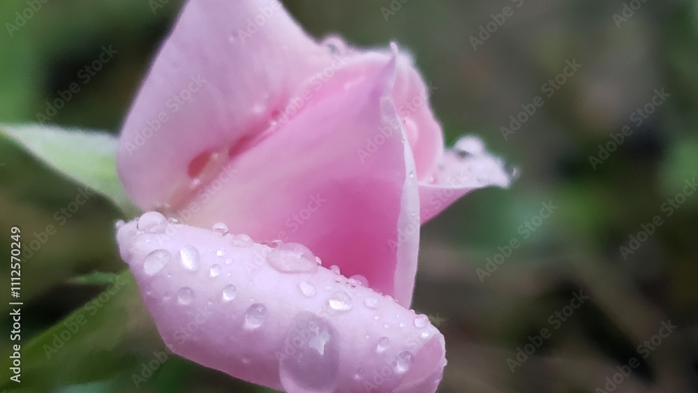 Pink Rose Bud Covered in Dew Drops Pink Rose Bud Covered in Dew Drops