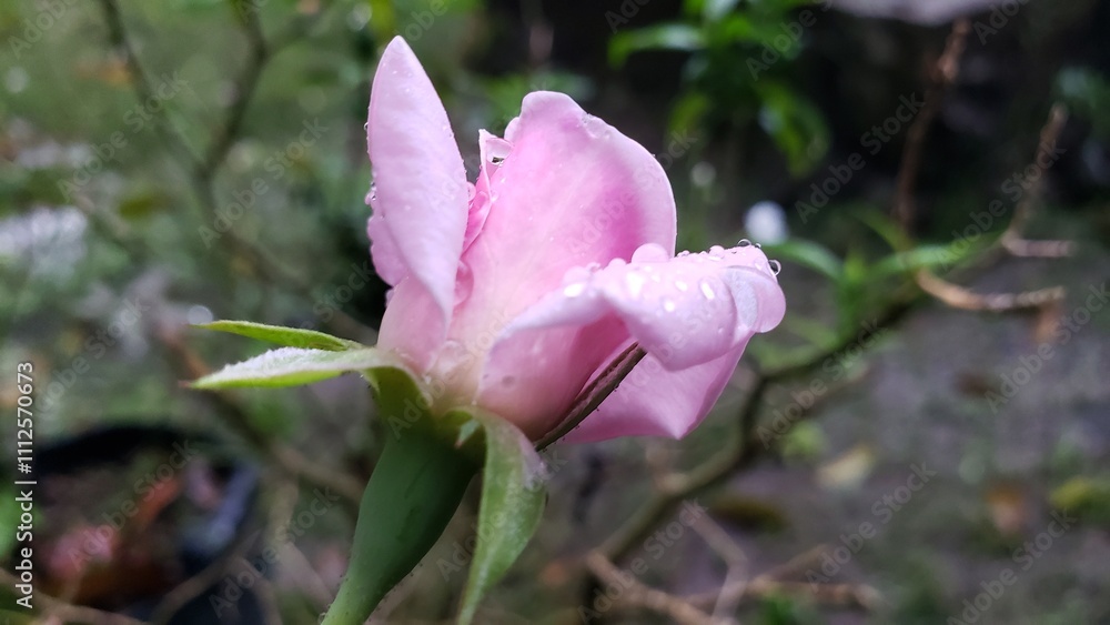 Pink Rose Bud with Water Droplets Pink Rose Bud with Water Droplets