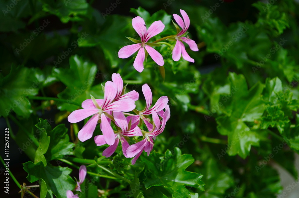Pelargonium inquinans flowering plant in full bloom. The plant is a tall, shrub-like geranium Pelargonium inquinans flowering plant in full bloom. The plant is a tall, shrub-like geranium