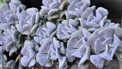 Photography Various Echeveria cubic frost succulents in a pot