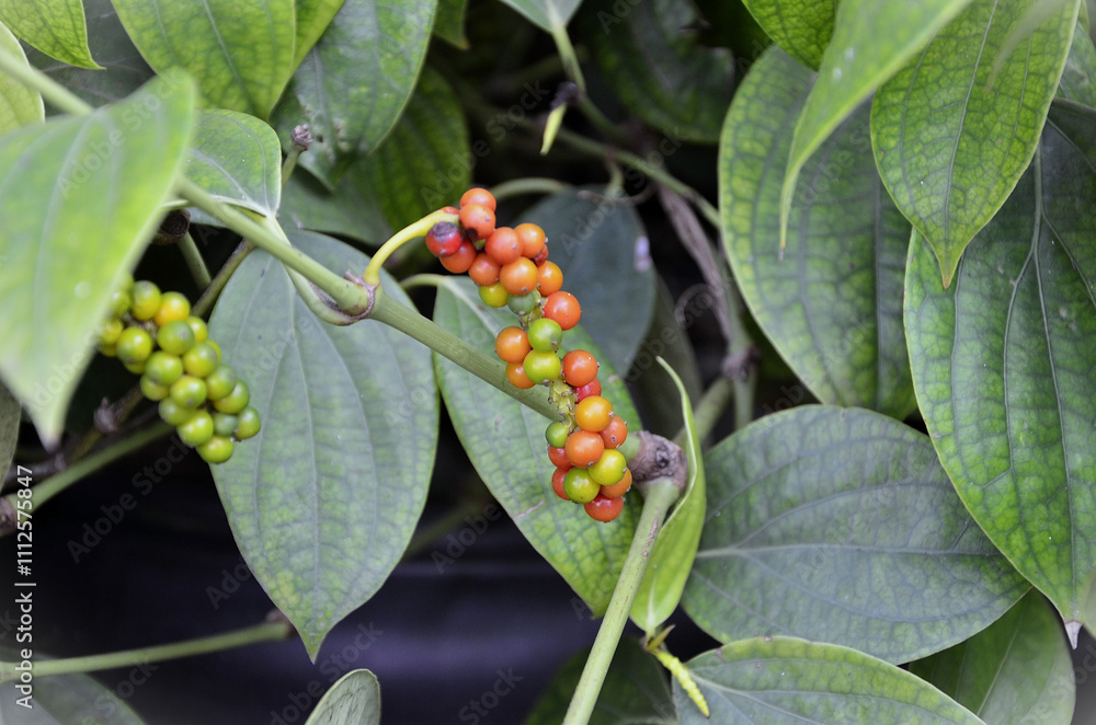 Obraz premium Black pepper (Piper nigrum) fruits ripening in the backyard