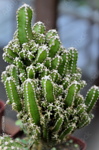 The beauty of the Fairy Castle Cactus (Acanthocereus Tetragonus) in the pot in the garden photo