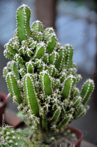 The beauty of the Fairy Castle Cactus (Acanthocereus Tetragonus) in the pot in the garden photo