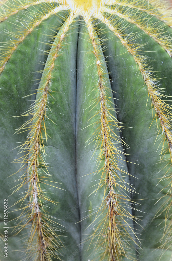 A beautiful cactus parody magnificent in the pot in the garden A beautiful cactus parody magnificent in the pot in the garden