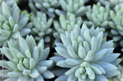 Tableau sur toile Succulent Sedum nicaense growing in pot in the garden