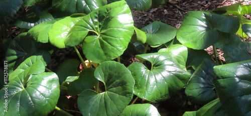 Green farfugium japonicum leaves in Florida zoological garden, closeup photo