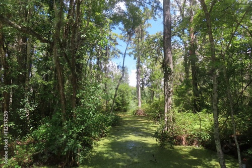 Beautiful view on rivers and marshes in North Florida nature