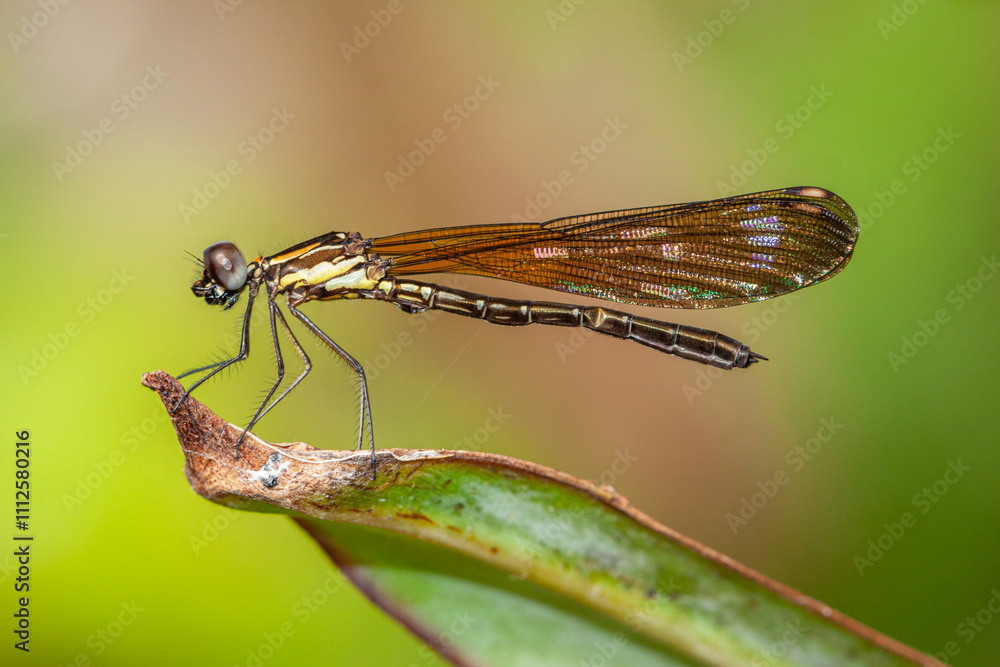 Ischnura heterosticta, The common bluetail is a small damselfly. Most males have blue eyes, a blue thorax, and a blue ringed tail Ischnura heterosticta, The common bluetail is a small damselfly. Most males have blue eyes, a blue thorax, and a blue ringed tail