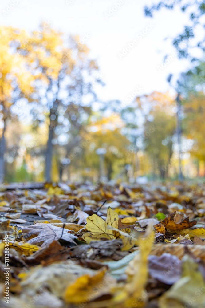 Bright autumn day in the autumn forest Bright autumn day in the autumn forest
