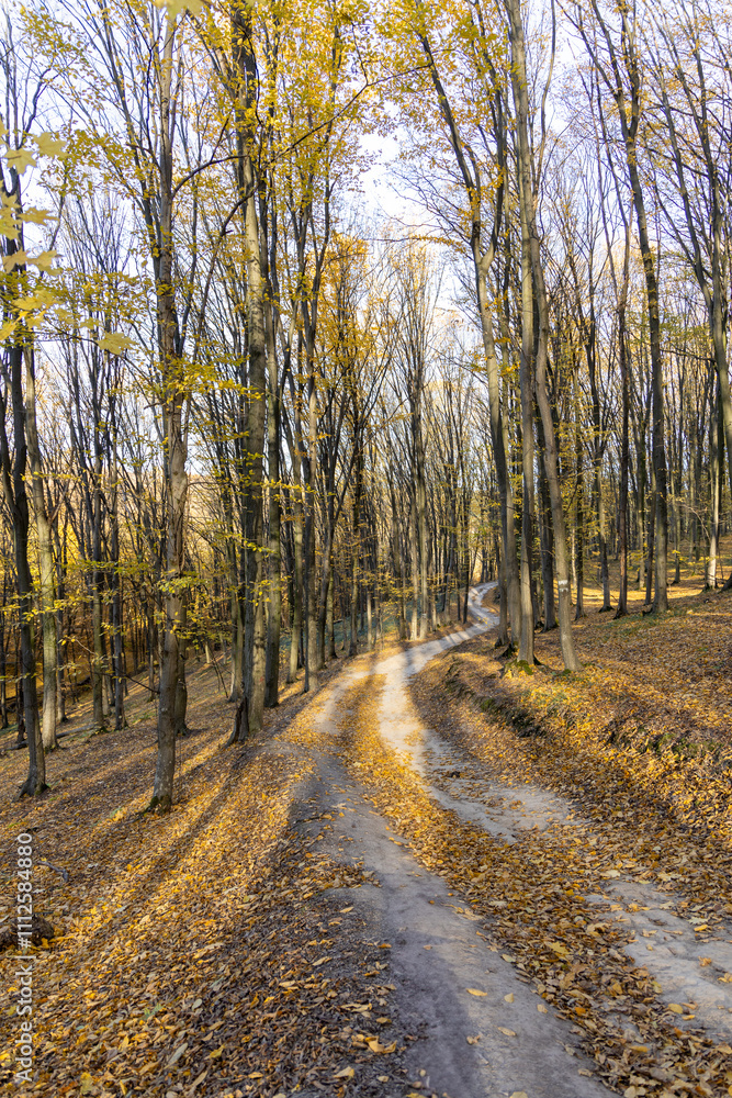 Fototapeta premium Dirt road in the autumn forest