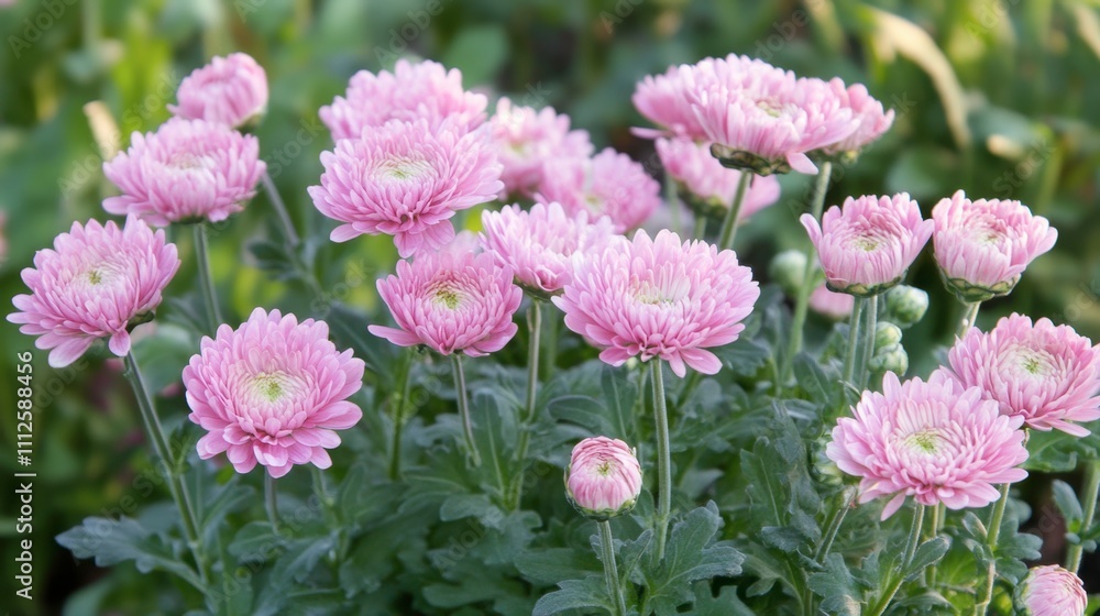 Beautiful Pink Chrysanthemum Flowers Blooming in Green Garden Beautiful Pink Chrysanthemum Flowers Blooming in Green Garden