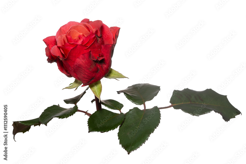 Obraz premium A fresh bud of a blossoming red rose isolated on transparent. Close up.