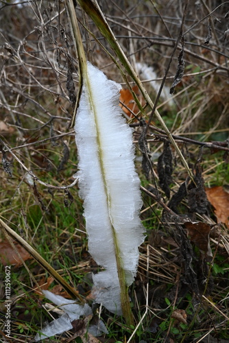 Closeup of frost flower with ice on stem of frostweed, Verbesina virginica in the winter