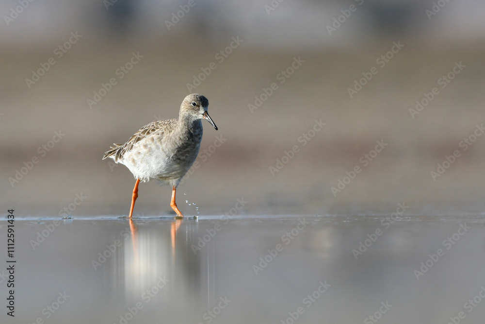 Close-Up shot of Ruff with winter plumage Close-Up shot of Ruff with winter plumage