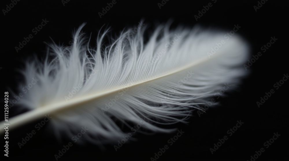 Soft Fluffy White Down Feather on Black Background - Low Light Photography, Close-Up, Textured, Minimalist, Macro Shot, Elegant, Softness Soft Fluffy White Down Feather on Black Background - Low Light Photography, Close-Up, Textured, Minimalist, Macro Shot, Elegant, Softness