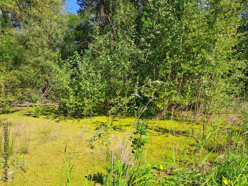 Obraz premium trees in the swamp