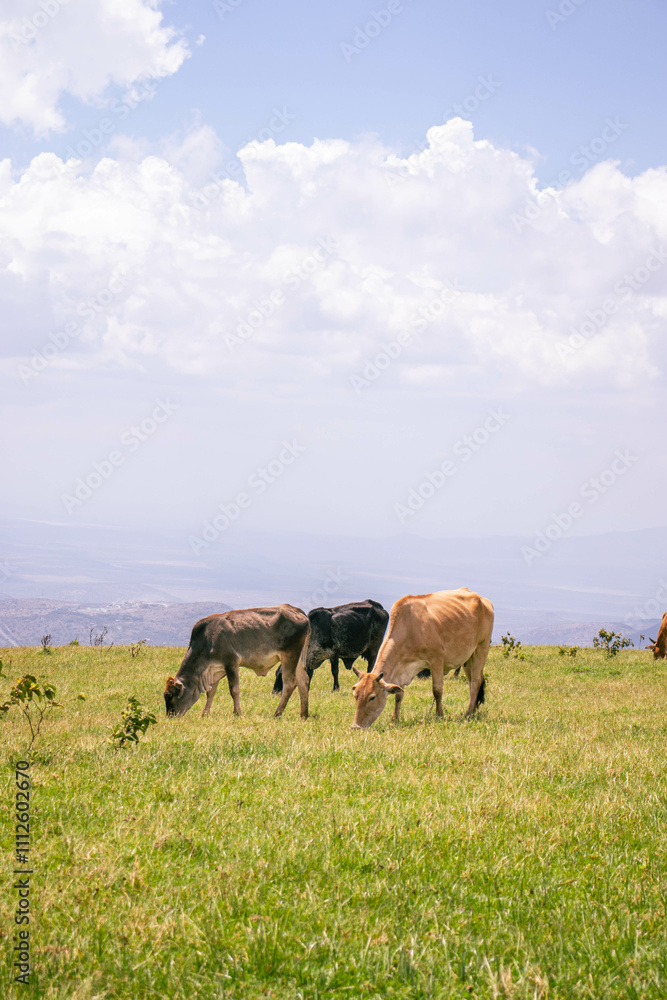 A herd of cows grazing on the hillside on a sunny summer day A herd of cows grazing on the hillside on a sunny summer day
