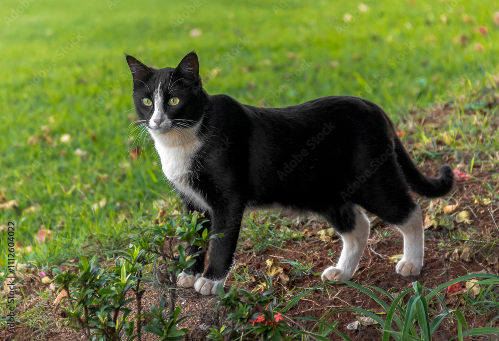 Black and White Cat Standing on Grass in a Garden Setting with a Curious Expression Black and White Cat Standing on Grass in a Garden Setting with a Curious Expression