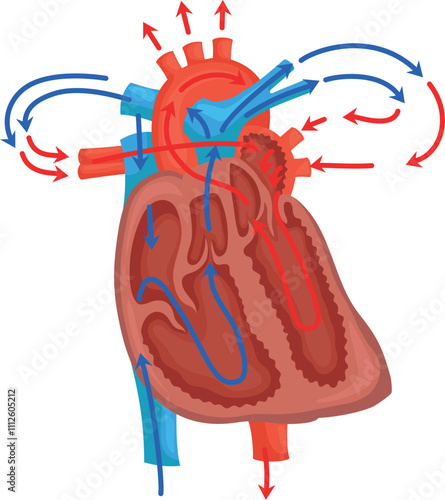 The structure of the heart blood circulation.