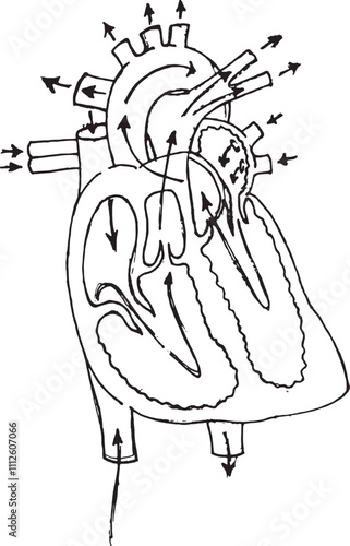 Drawing of the structure of the heart blood circulation.