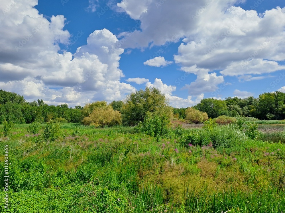 landscape with trees and clouds landscape with trees and clouds