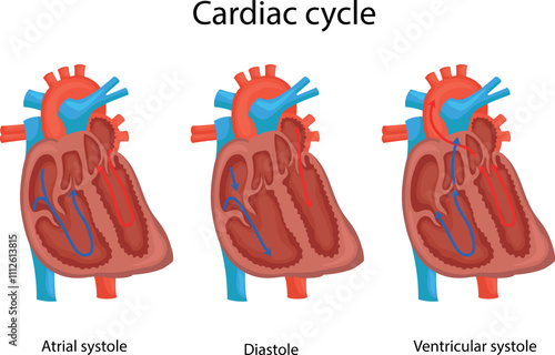 Three phases of the cardiac cycle.