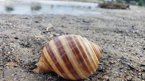 A Brown and White Seashell on a Gravel Beach