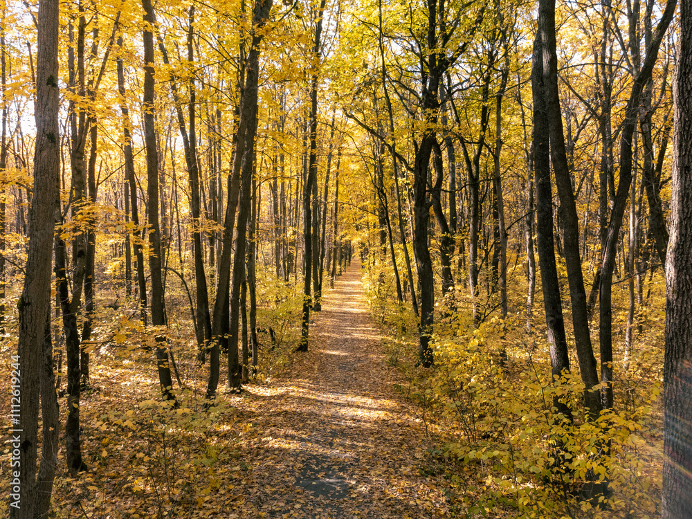 Fototapeta premium Golden autumn forest scene with path in tall maple trees on sunny day