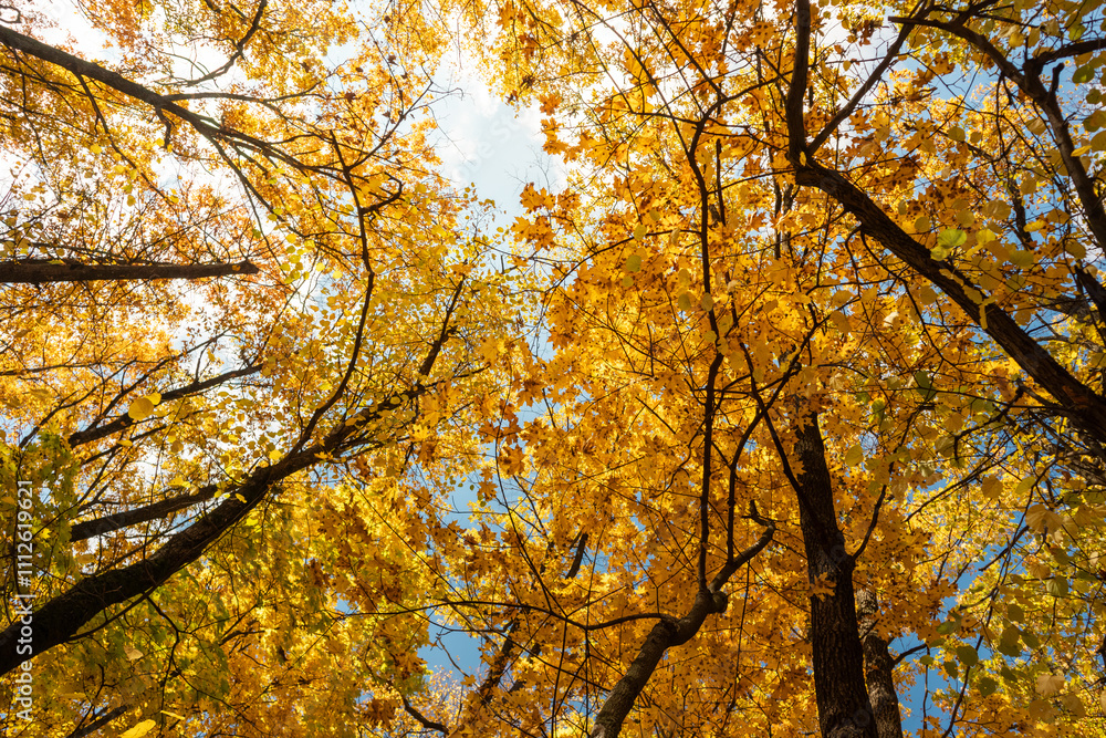 Autumn golden leaves look up on maple trees branches in forest on blue sunny sky background Autumn golden leaves look up on maple trees branches in forest on blue sunny sky background
