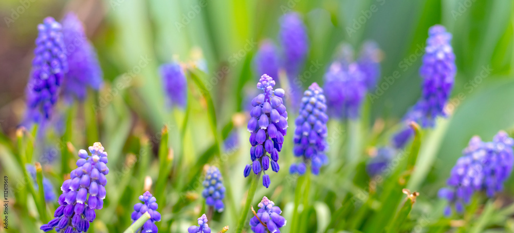 flowering muscari, blue muscari in the garden flowering muscari, blue muscari in the garden