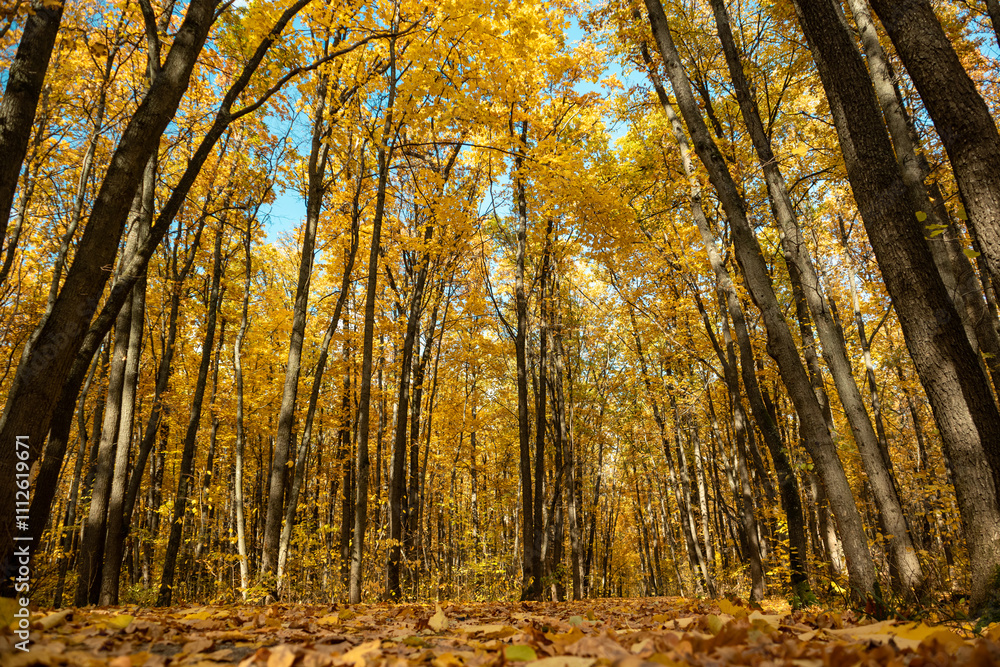 Obraz premium Autumn golden forest low angle view on walking path covered in fallen leaves on sunny day