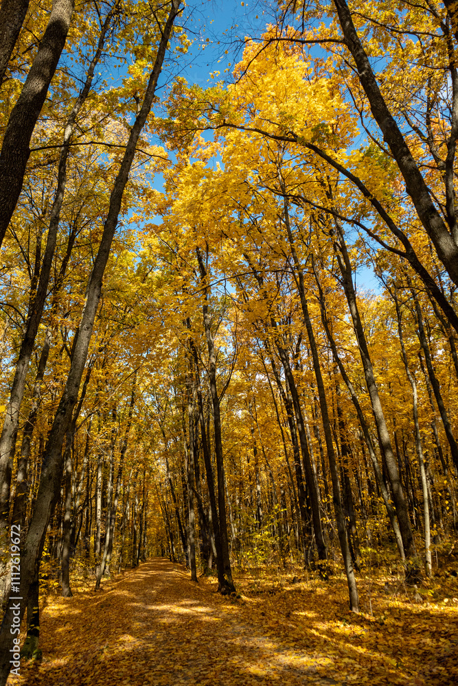Fototapeta premium Autumn golden vibrant trees woods with walking path on sunny day with blue sky