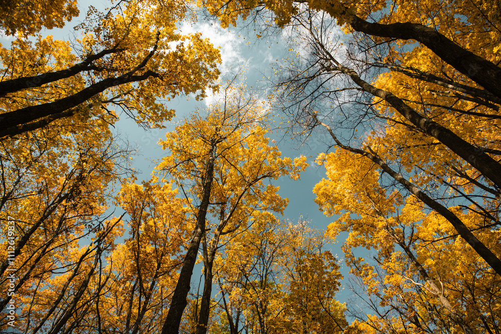 Seasonal autumn forest nature look up with vibrant leaves on branches on sunny sky background Seasonal autumn forest nature look up with vibrant leaves on branches on sunny sky background
