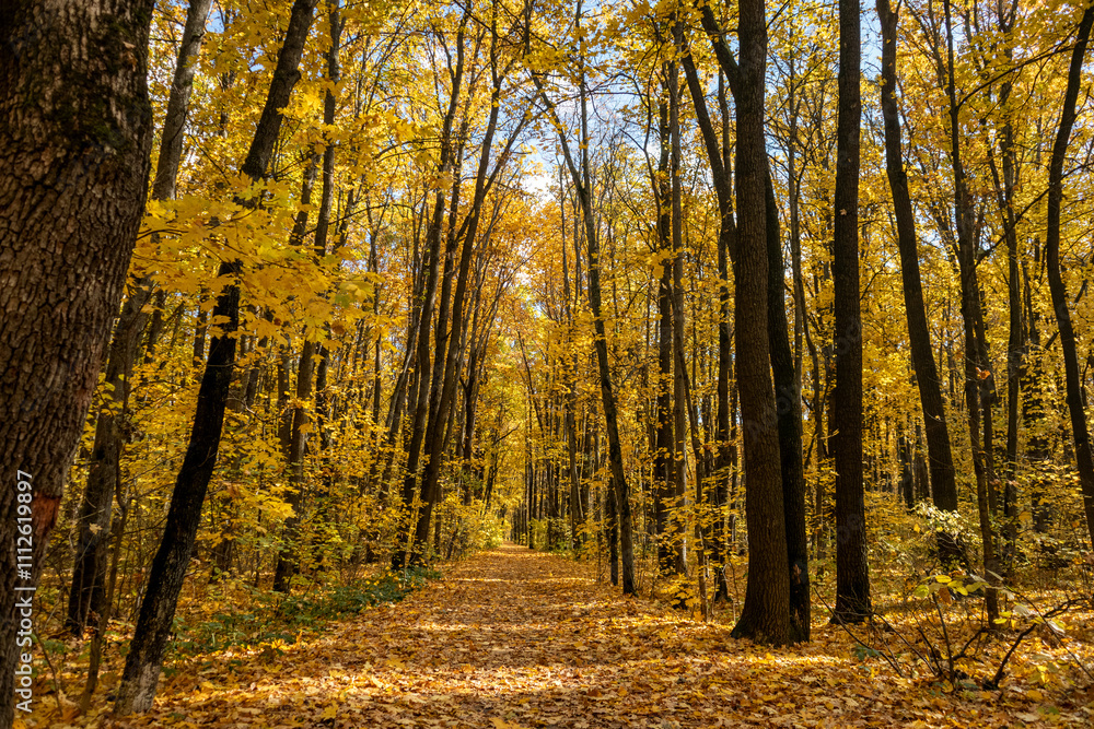 Fototapeta premium Walking autumn forest with scenic alley in golden leaves on sunny day