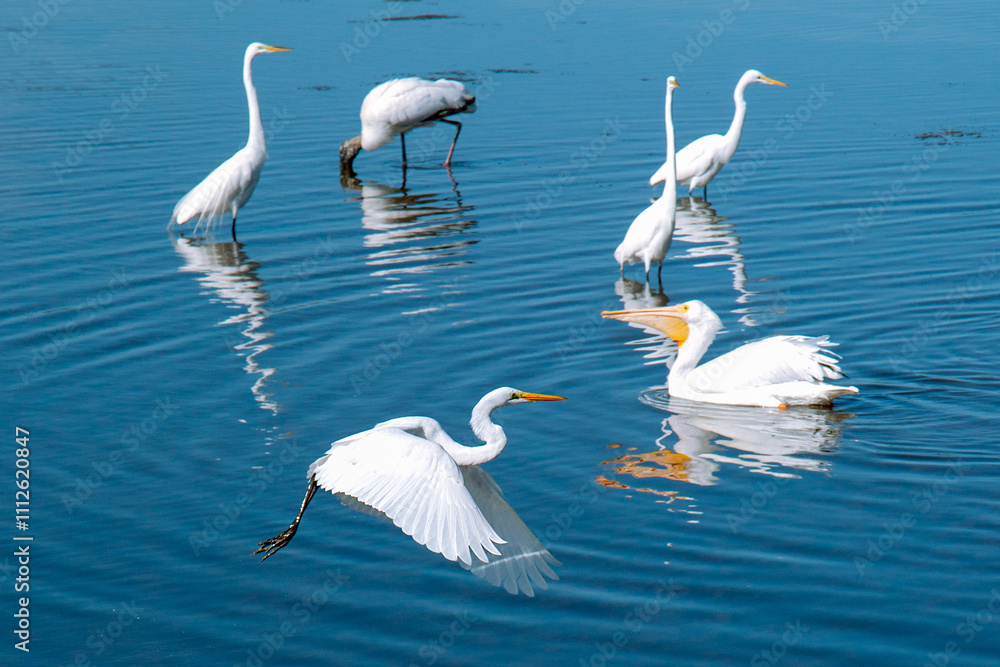 White egret, heron, pelican in Sanibel, Florida USA White egret, heron, pelican in Sanibel, Florida USA