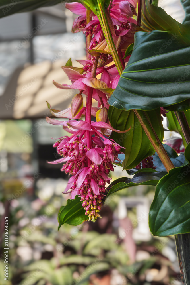 Medinilla magnifica Dolce Vita, the showy medinilla or rose grape Medinilla magnifica Dolce Vita, the showy medinilla or rose grape