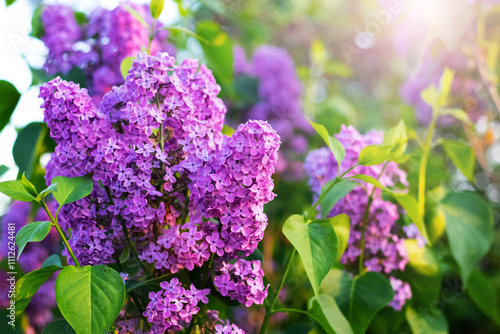 Fototapeta Blooming purple lilac in a spring garden