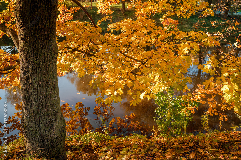 An autumn park with a lake and trees with beautiful yellow leaves. An autumn park with a lake and trees with beautiful yellow leaves.