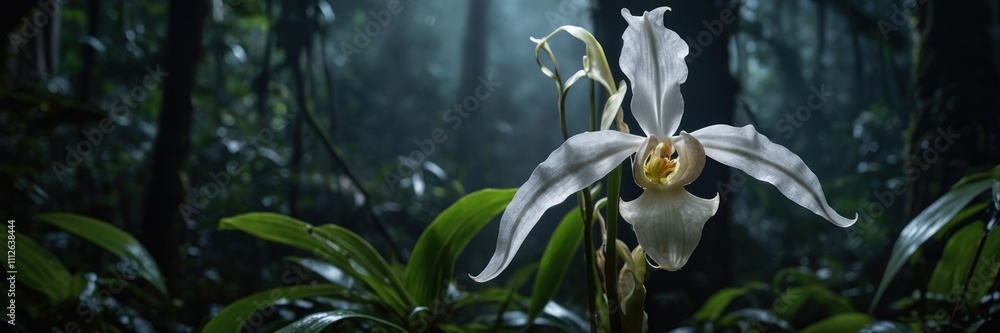 Ghost Orchid in the Rainforest Ghost Orchid in the Rainforest